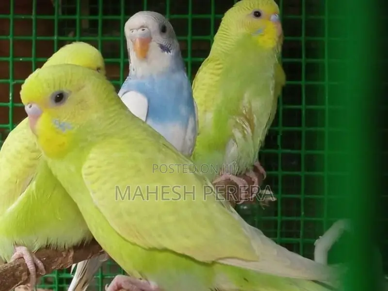 Budgies Birds