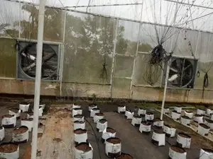 Poly Tunnels