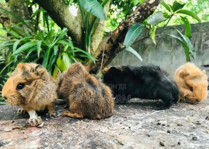 Guinea Pig