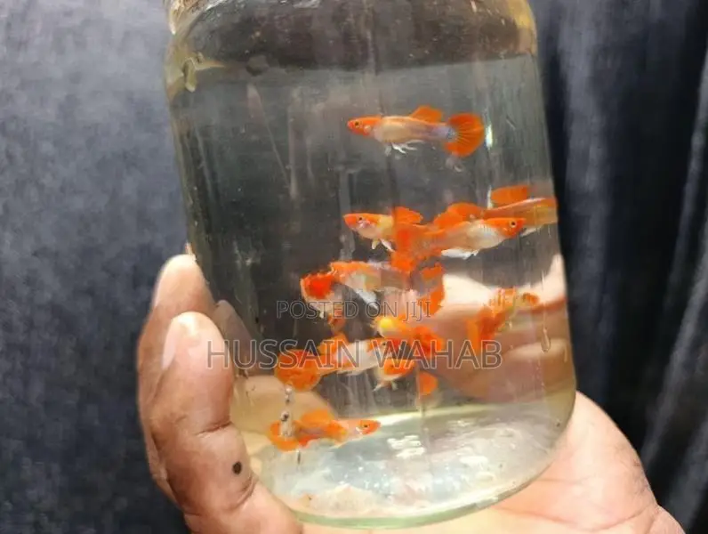 Koi Guppy