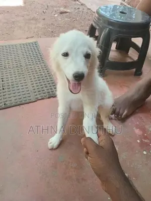Lion Pomeranian