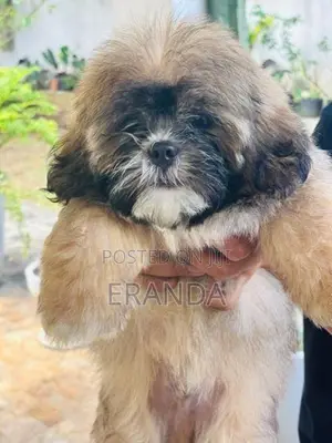Male Shih Tzu Puppy