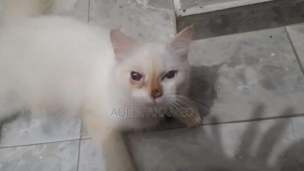 Persian Cat