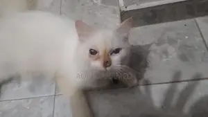 Persian Cat