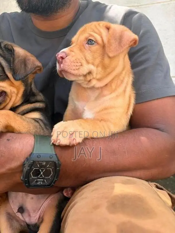 American bully Puppies