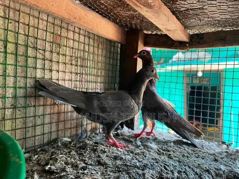 Holland Pigeon