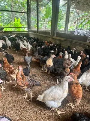 මාස 3 ගම් කිකිළියන්