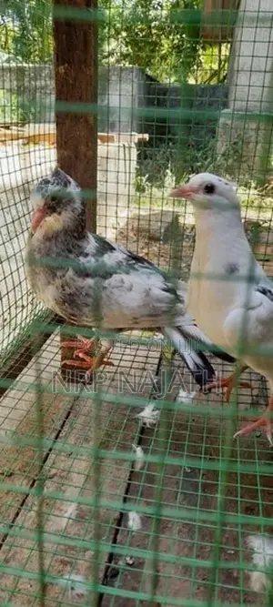 Timing Pigeon