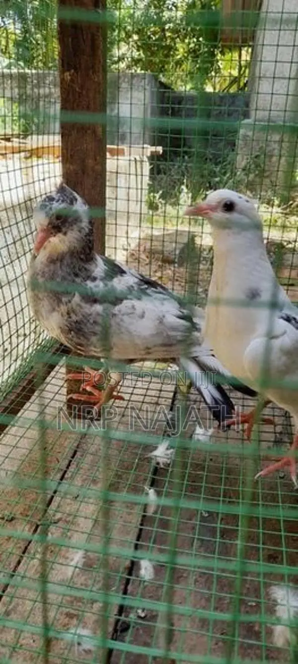 Timing Pigeon