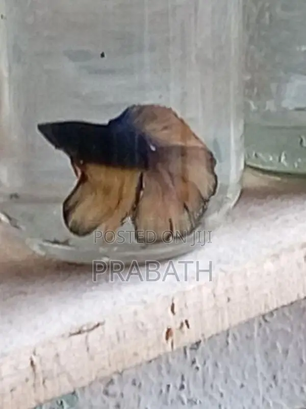 Fighter fish