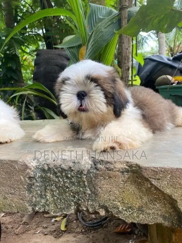 Shih Tzu Puppy