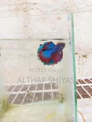 Betta Fish