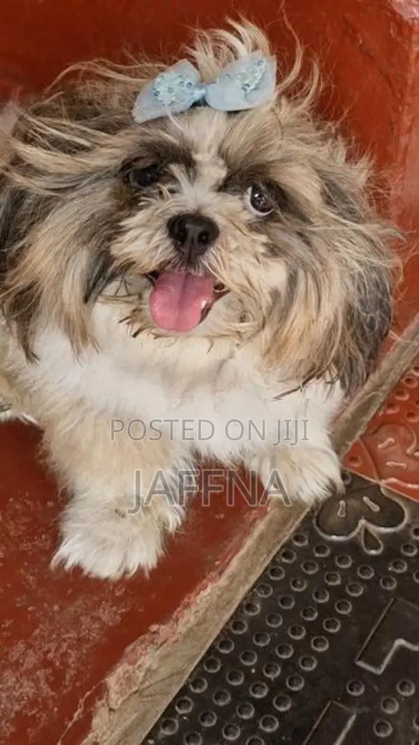 Shih Tzu Puppies
