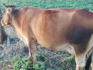 Farm Cow