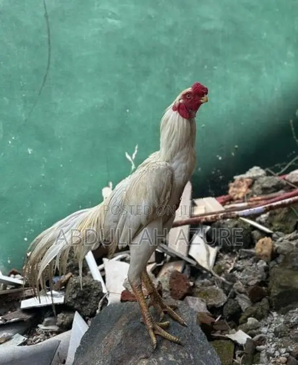 Parrot Beak Rooster