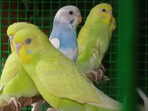 Budgies Birds