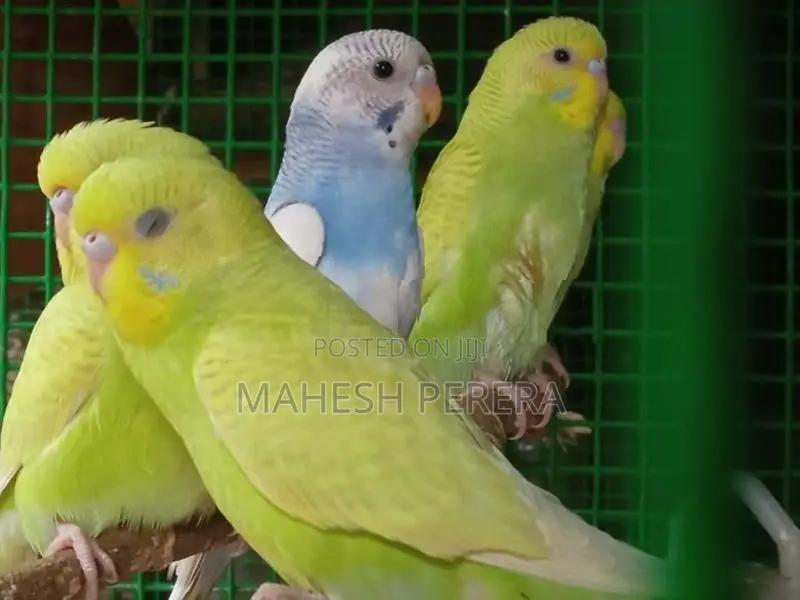Budgies Birds
