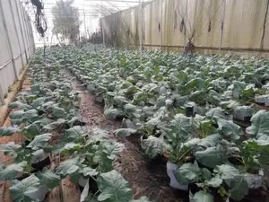 Poly Tunnels