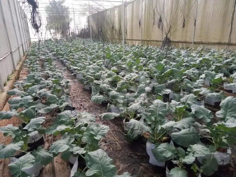 Poly Tunnels