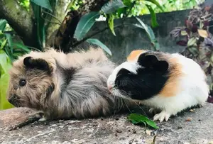 Guinea Pig