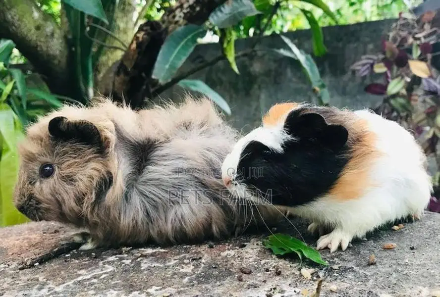 Guinea Pig