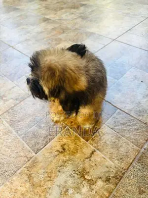 Male Shih Tzu Puppy