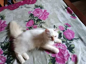 Persian Cat