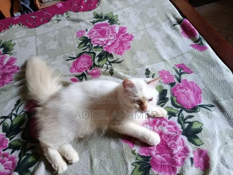 Persian Cat