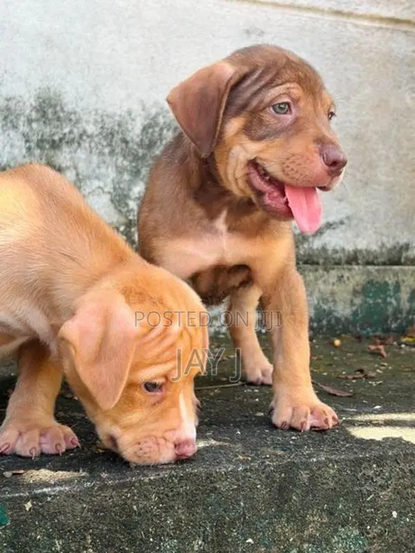 American bully Puppies
