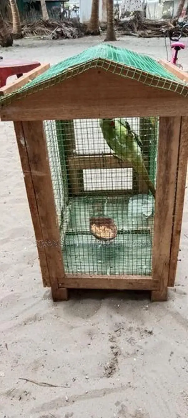 Birds Cage