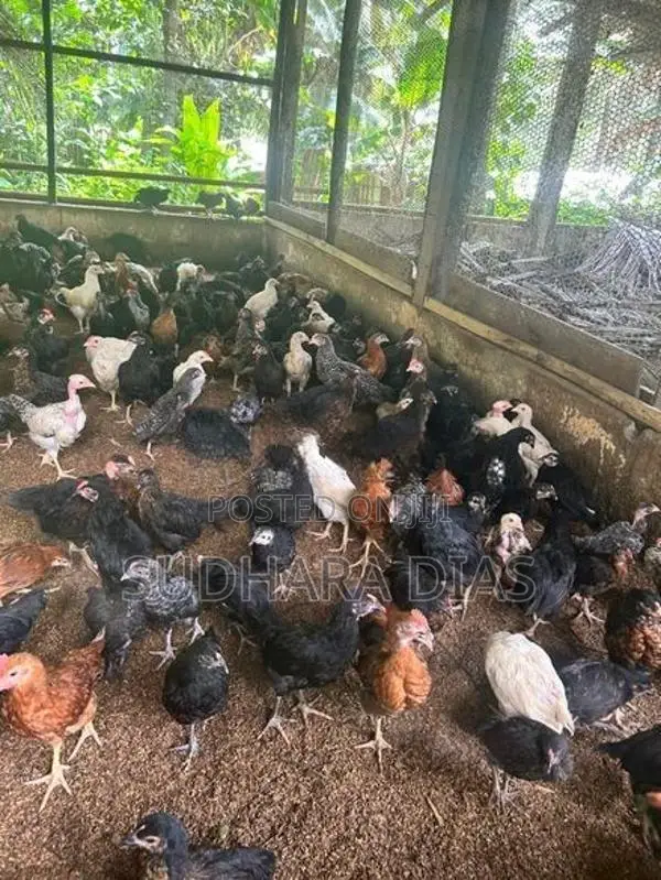 මාස 3 ගම් කිකිළියන්