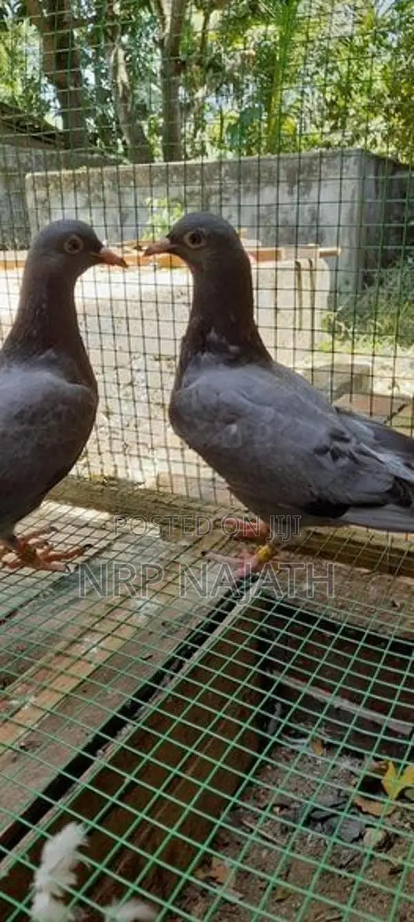 Timing Pigeon