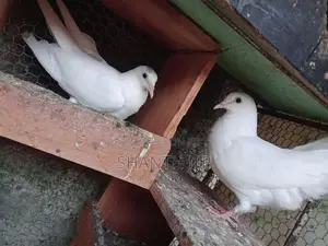Ricer Pigeons