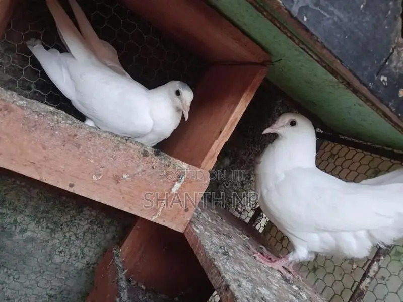 Ricer Pigeons