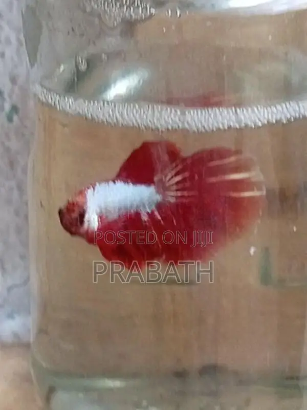 Fighter fish