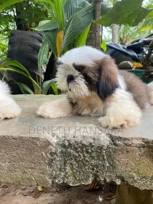 Shih Tzu Puppy