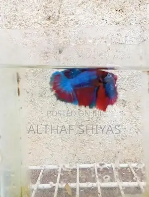 Betta Fish