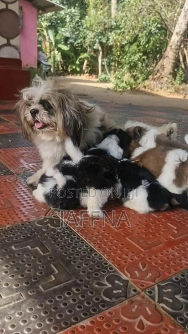 Shih Tzu Puppies