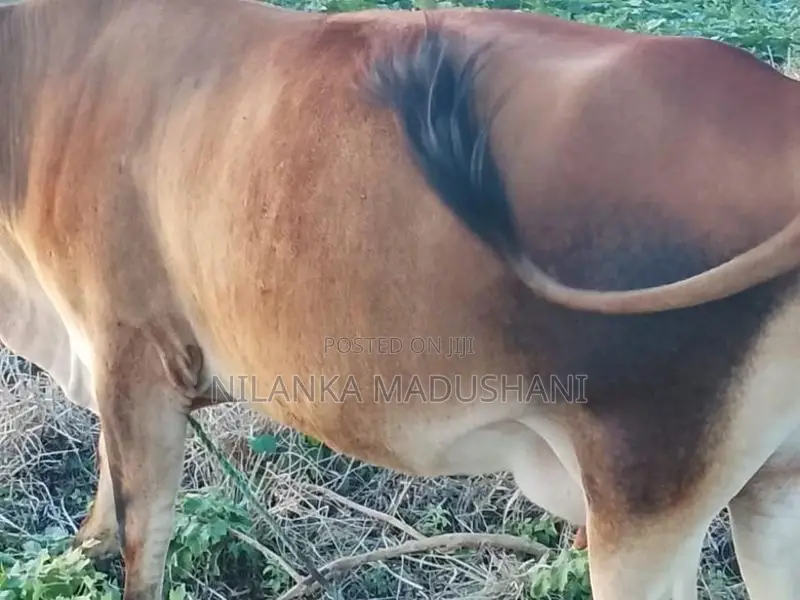 Farm Cow