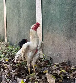 Parrot Beak Rooster