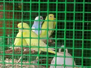 Budgies Birds