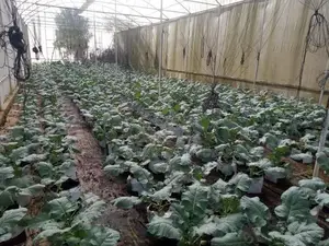 Poly Tunnels