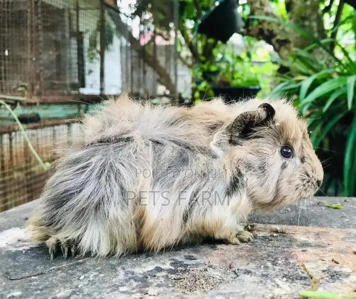 Guinea Pig