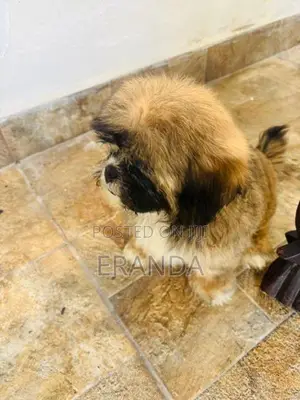 Male Shih Tzu Puppy
