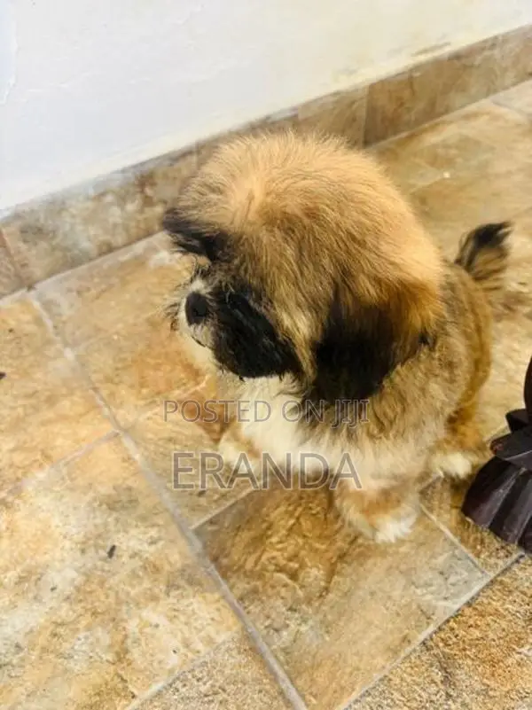 Male Shih Tzu Puppy