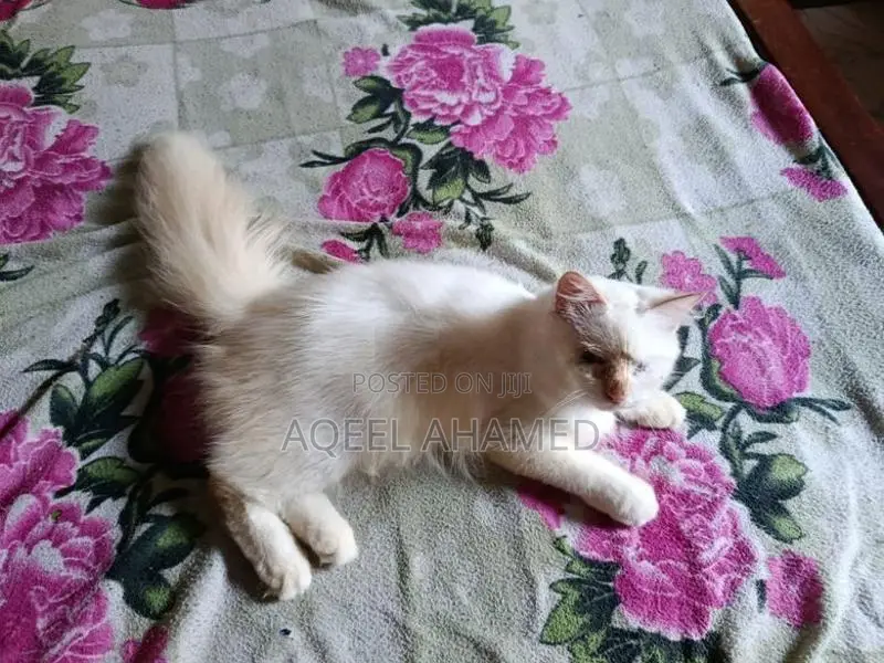 Persian Cat