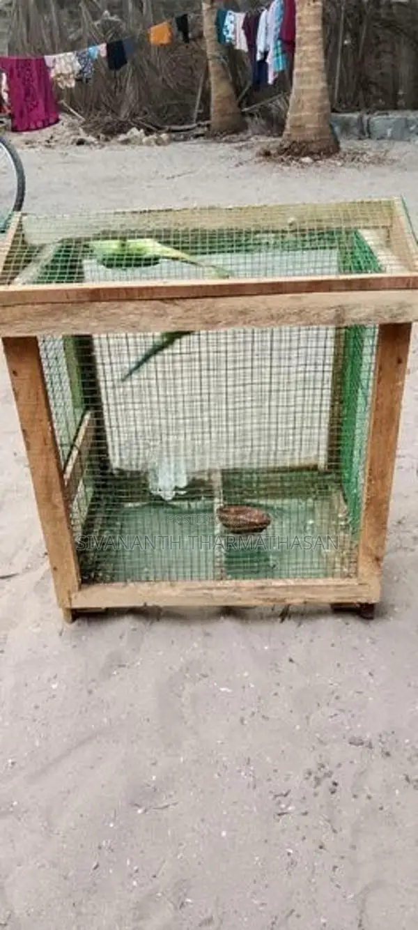 Birds Cage