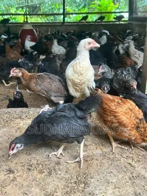 මාස 3 ගම් කිකිළියන්