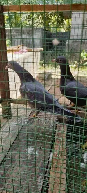 Timing Pigeon