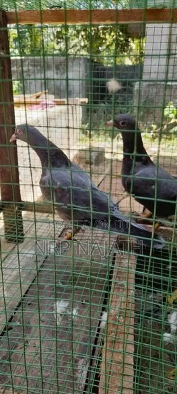 Timing Pigeon